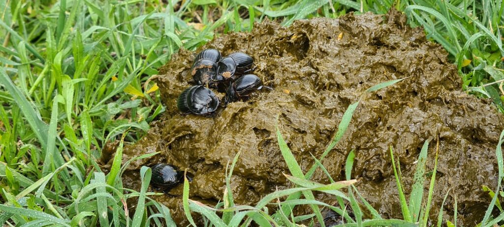 Creation Care - Dung Beetles